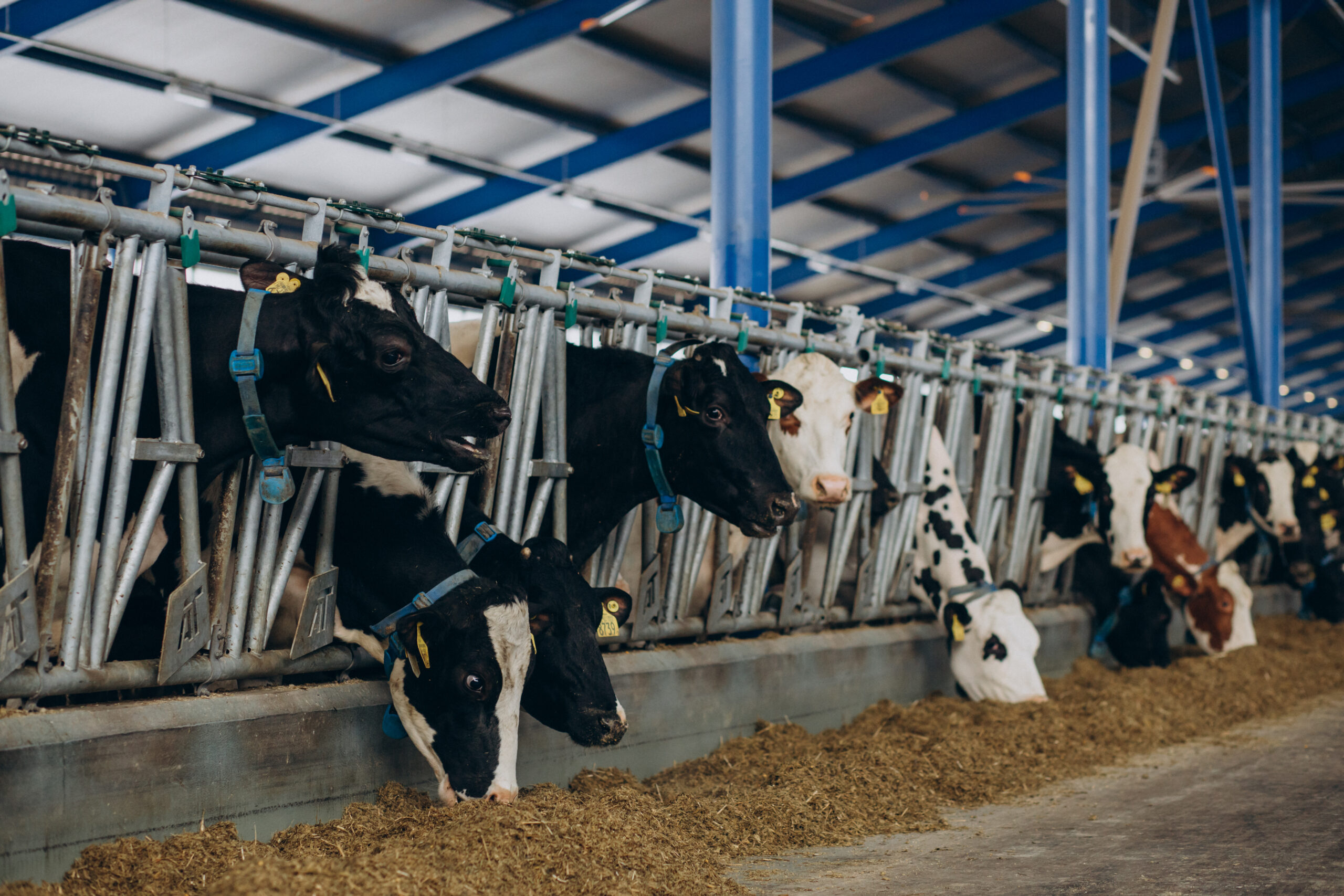 Cattle standing in a farm cowshed